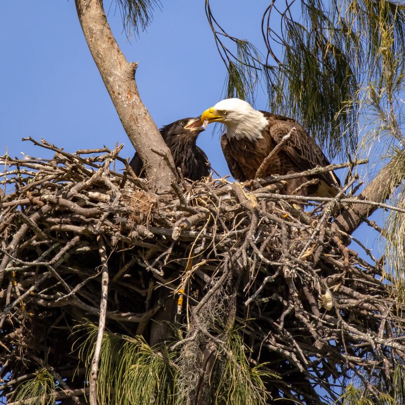 Many Pairs Return To The Same Nest Year After Year Many Pairs Return To The Same Nest Year After Year