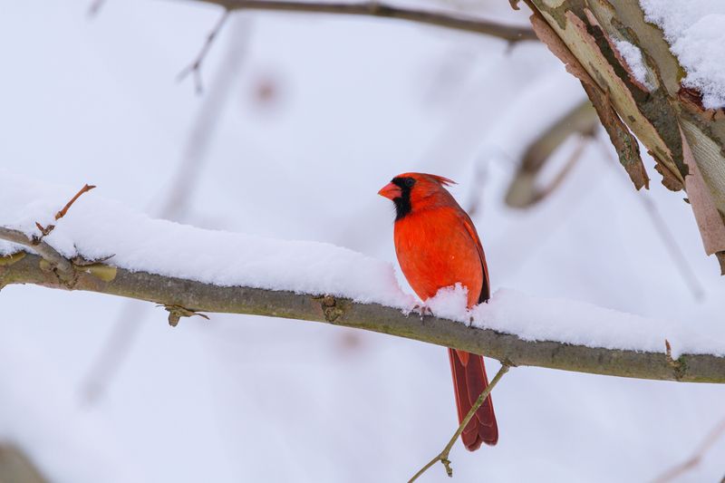 Many People See A Red Bird As A Sign Of Hope And Loved Ones Many People See A Red Bird As A Sign Of Hope And Loved Ones