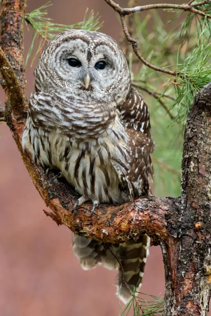 Many Poisoned Birds Show No Obvious Signs Many Poisoned Birds Show No Obvious Signs