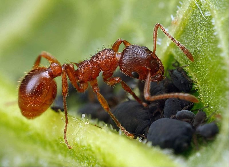 Many Queens Mean Colonies Bounce Back Fast Many Queens Mean Colonies Bounce Back Fast