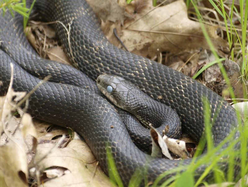 Many Rat Snakes Darken Considerably As They Age Many Rat Snakes Darken Considerably As They Age