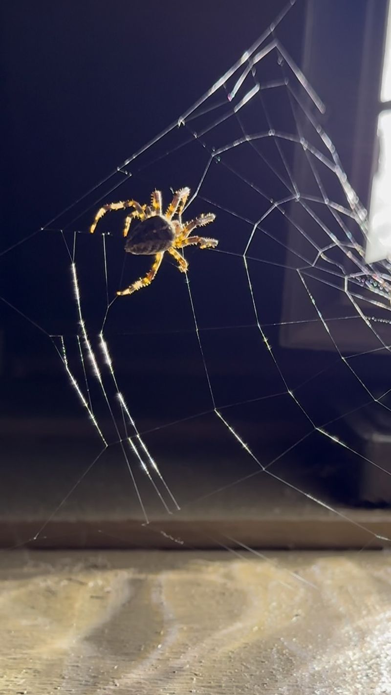 Many Rebuild Their Webs Every Evening