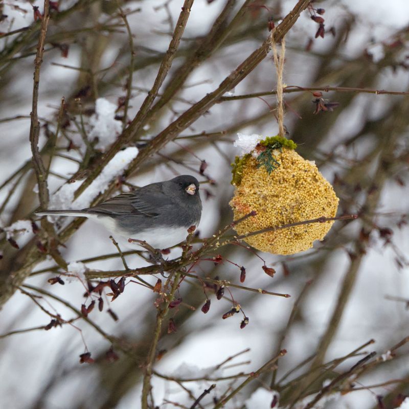 Many Return To The Same Wintering Spots Many Return To The Same Wintering Spots