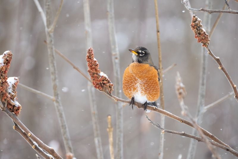 Many Robins Stay In Ohio All Winter Many Robins Stay In Ohio All Winter