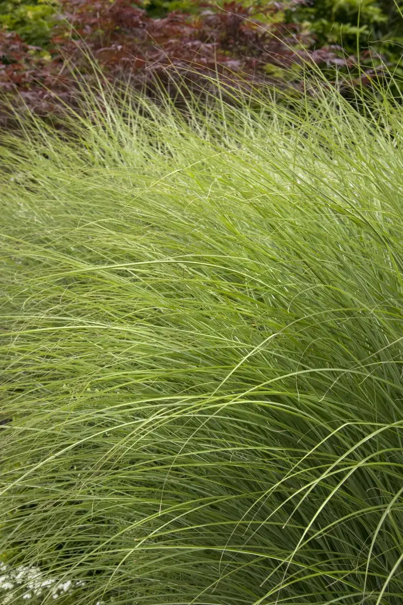 Many Silvergrass Cultivars Still Set Seed