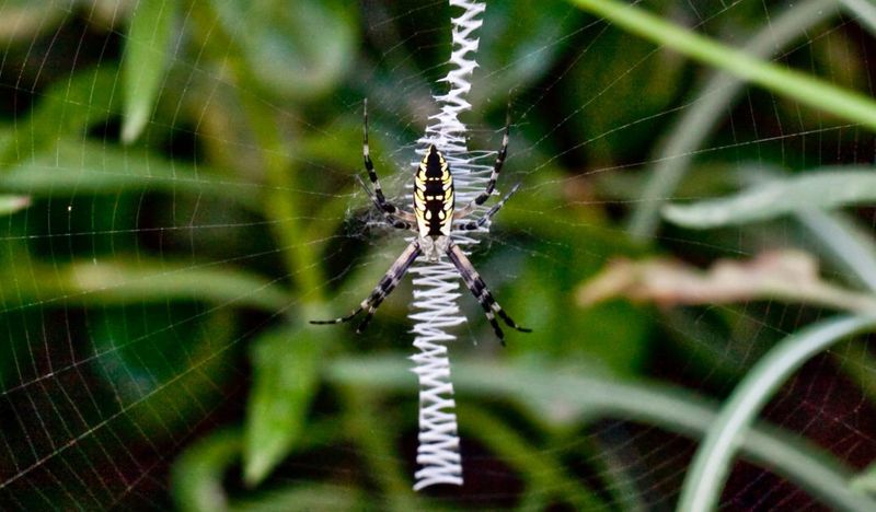 Many Spiders Are Fully Grown By Fall Many Spiders Are Fully Grown By Fall
