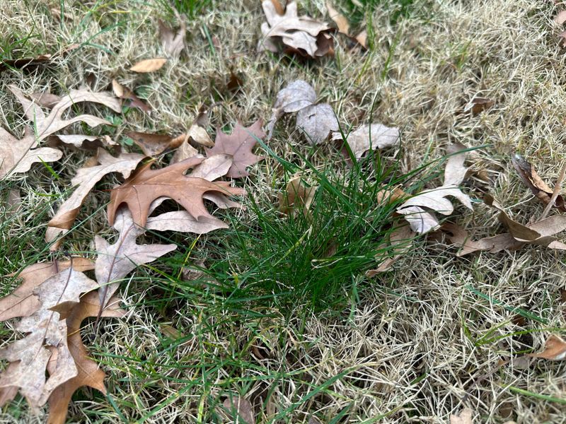 Many Spring Lawn Weeds Actually Sprout In Fall Many Spring Lawn Weeds Actually Sprout In Fall