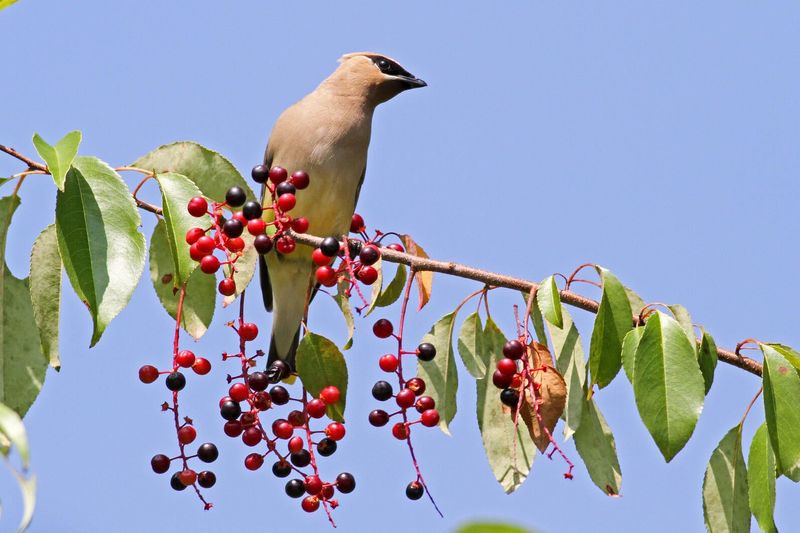Many Support Pollinators And Birds