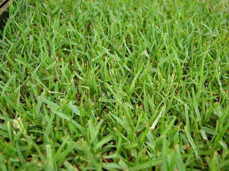 Many Tidewater Lawns Grow Warm-Season Grass Many Tidewater Lawns Grow Warm-Season Grass
