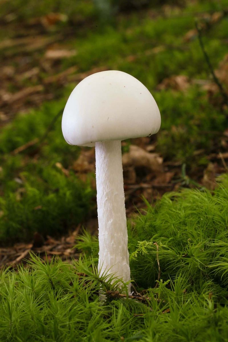 Many Toxic Mushrooms Look Like Edible Ones Many Toxic Mushrooms Look Like Edible Ones