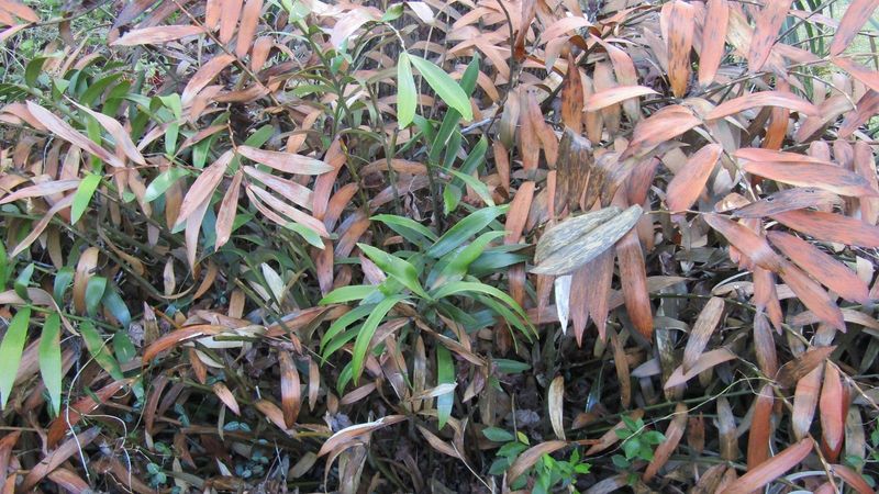 Many Tropical Plants Regrow From Their Roots Many Tropical Plants Regrow From Their Roots