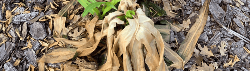 Many Tropicals Suffer Chilling Injury Below 50 Degrees