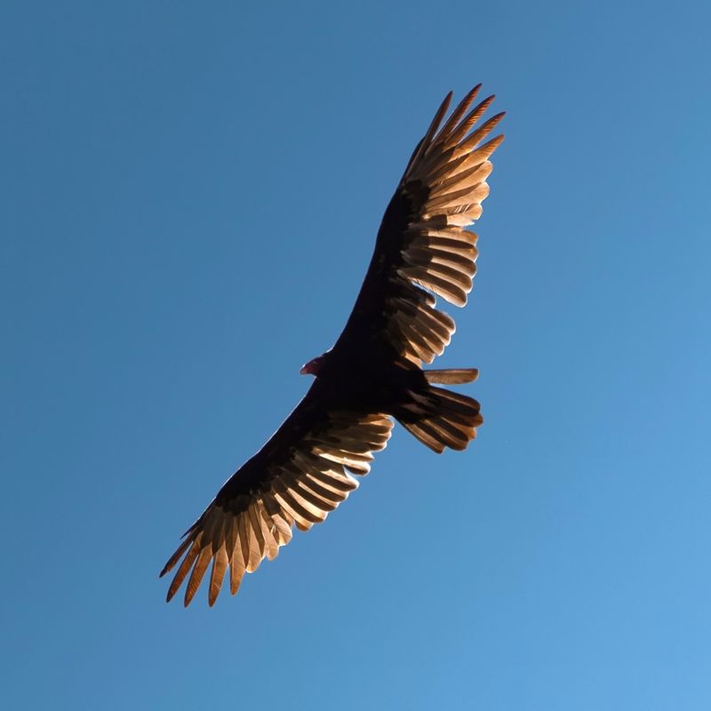 Many Turkey Vultures Fly South For The Winter Many Turkey Vultures Fly South For The Winter