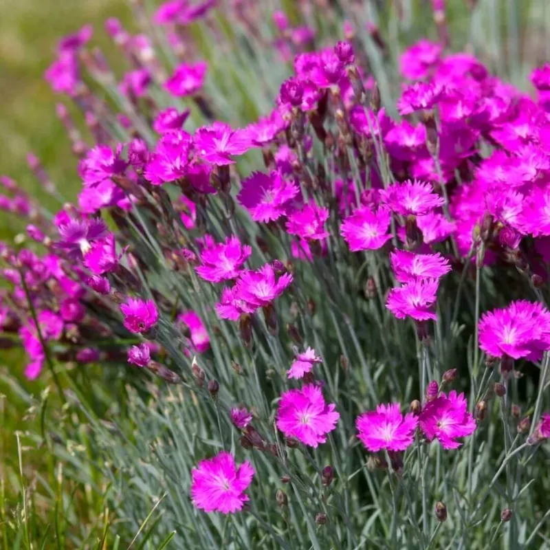 Many Varieties Have A Spicy, Clove-Like Scent Many Varieties Have A Spicy, Clove-Like Scent
