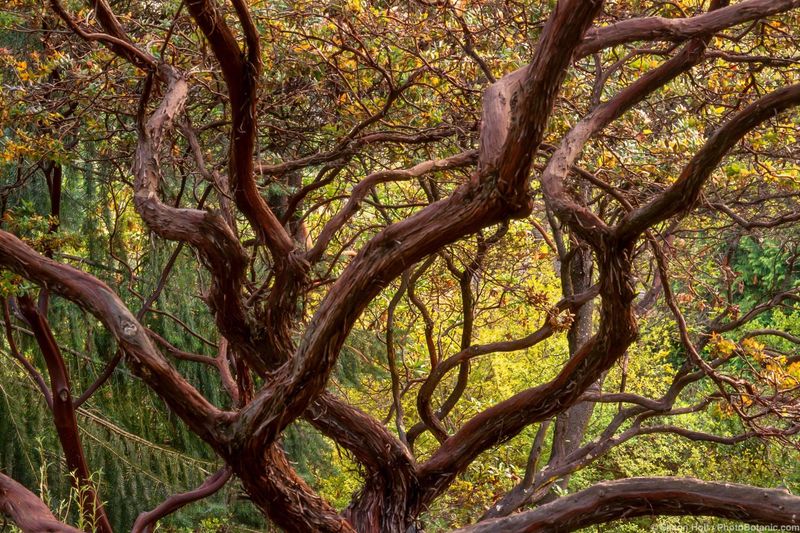 Manzanita Adds Sculptural Style