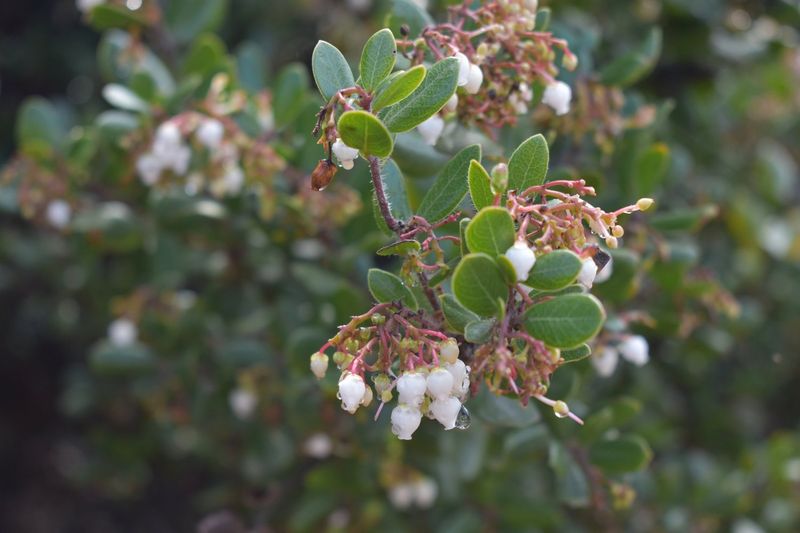 Manzanita Keeps Its Leathery Leaves
