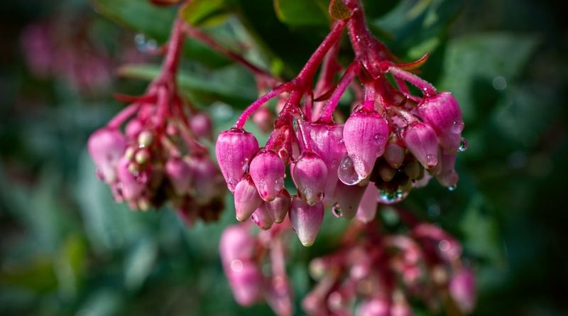 Manzanita Settles In Over Winter
