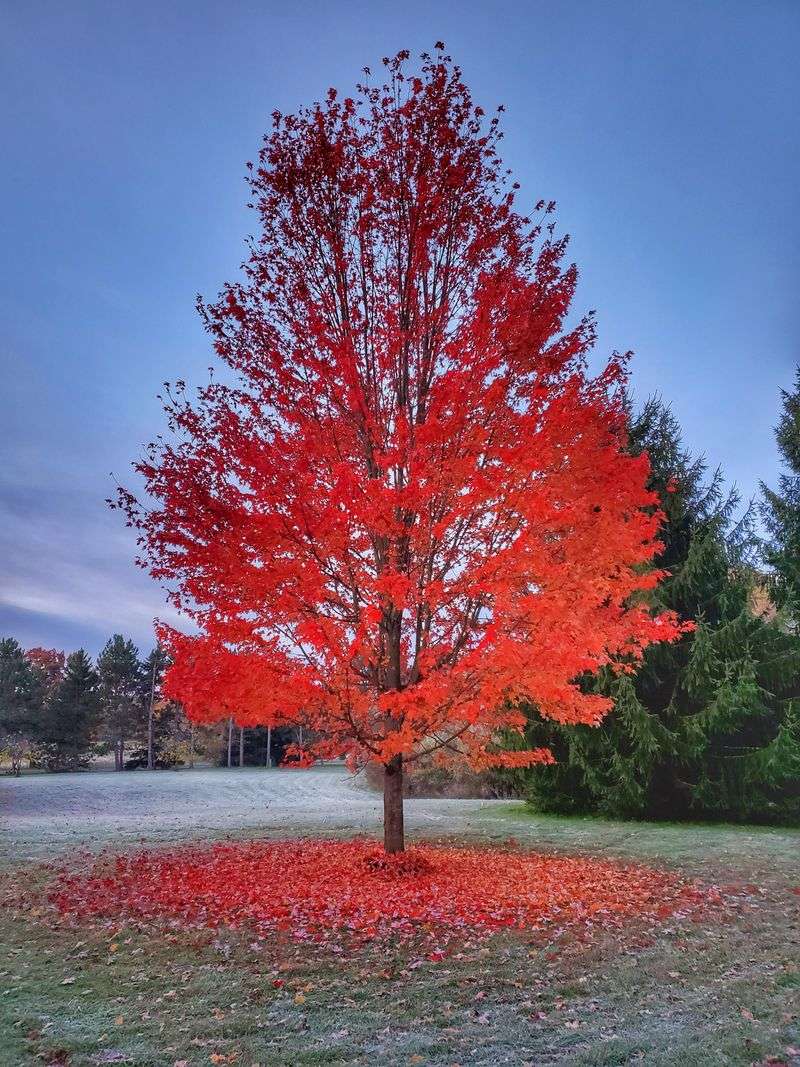 Maple Species Do Not All Produce The Same Fall Color Maple Species Do Not All Produce The Same Fall Color