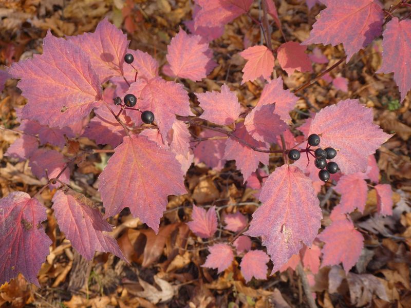 Mapleleaf Viburnum For Soft Pink And Purple Tones In Shade Mapleleaf Viburnum For Soft Pink And Purple Tones In Shade