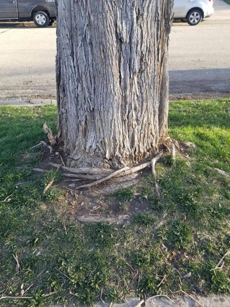 Maples And Lindens Are Commonly Affected Maples And Lindens Are Commonly Affected