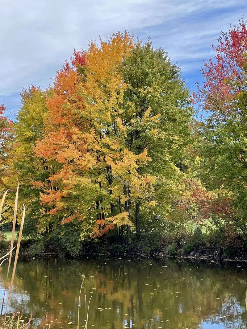 Maples Turn First, While Oaks Hold Out Longest Maples Turn First, While Oaks Hold Out Longest