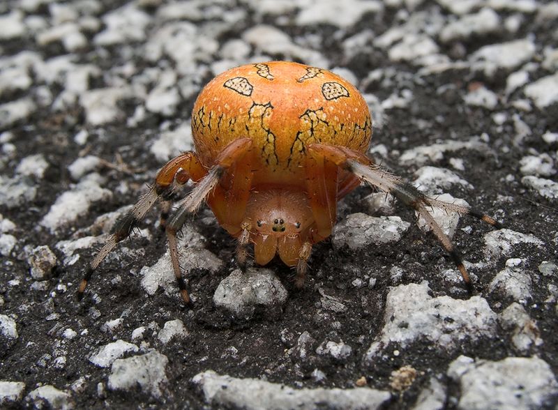 Marbled Orbweavers Are Nicknamed Pumpkin Spiders