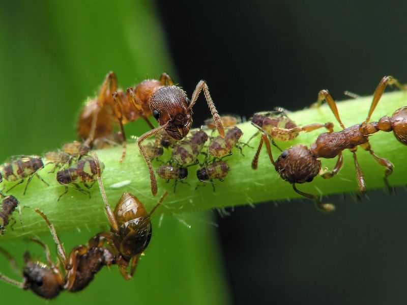 Marching Ants On Flowers Are Herding Their Flock
