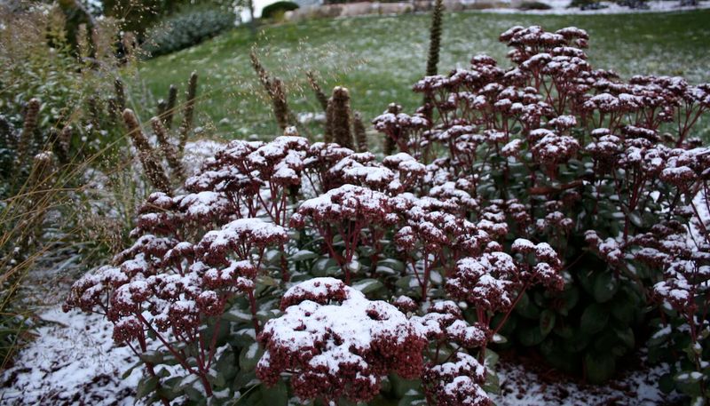 Marginally Hardy Perennials Survive Better With Stems Left On Marginally Hardy Perennials Survive Better With Stems Left On