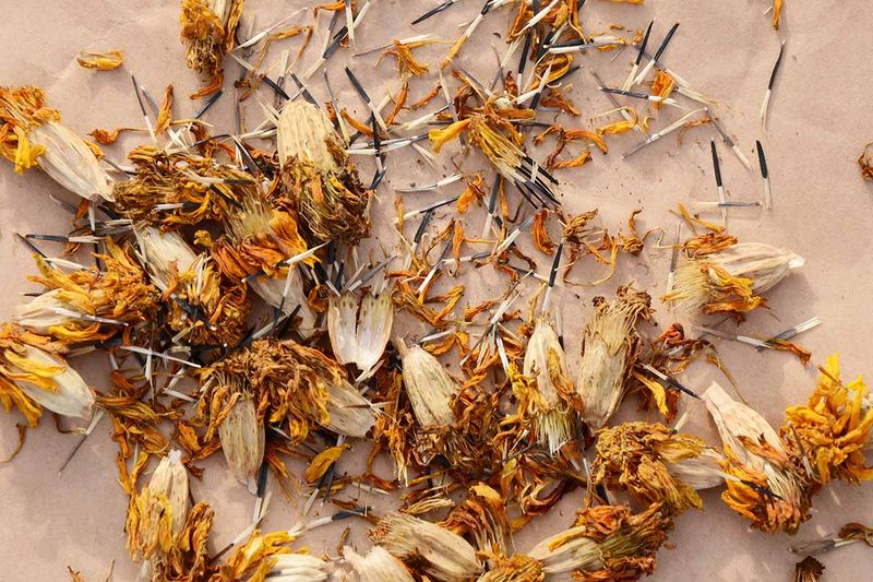 Marigold Seeds Slide Right Out Of That Papery Brown Pod