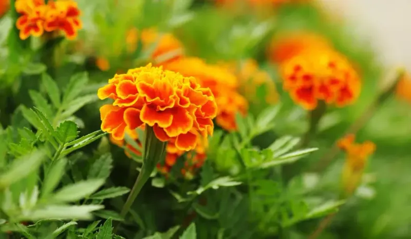 Marigold