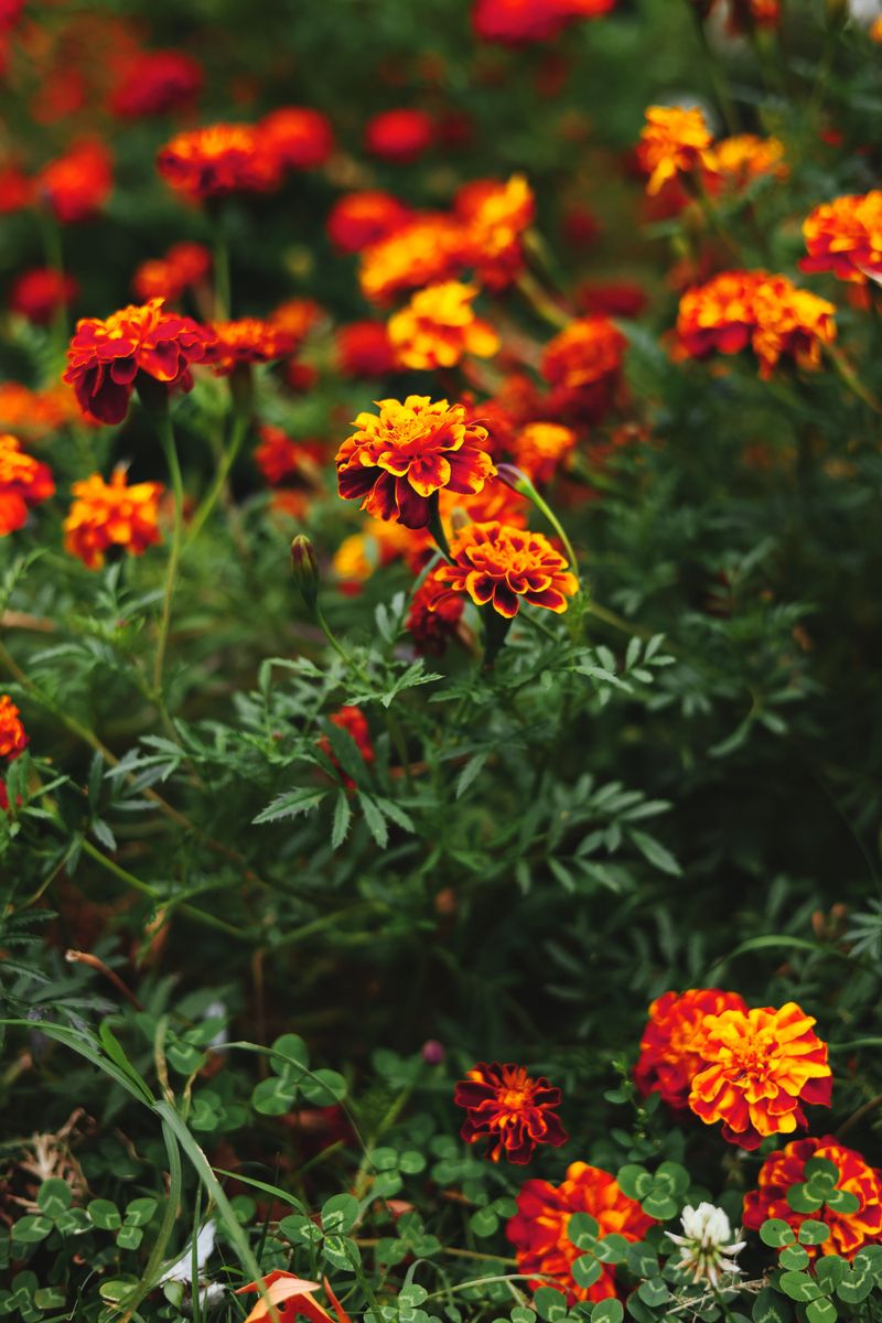 Marigolds For Bold Orange Borders Marigolds For Bold Orange Borders