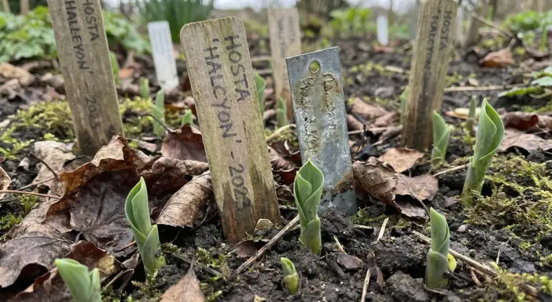 Mark Where Each Hosta Sits Before It Disappears Mark Where Each Hosta Sits Before It Disappears