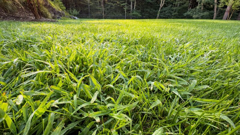 Mark Your Calendar For A Second Weed Barrier In Late Winter