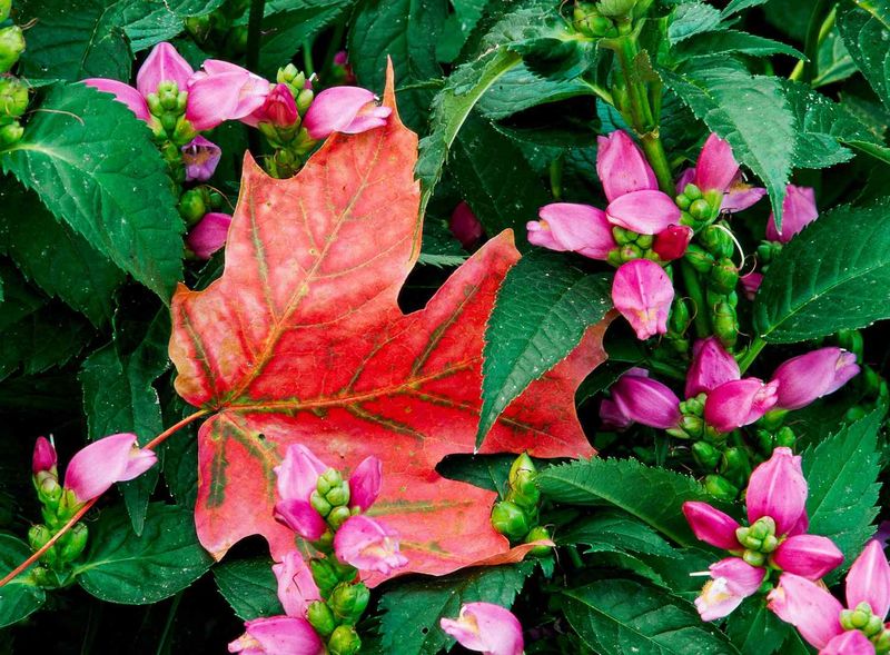 Mark Your Turtlehead Clumps Before They Go Dormant For Winter Mark Your Turtlehead Clumps Before They Go Dormant For Winter