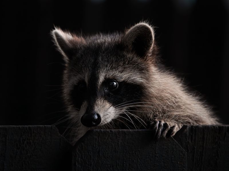 Masked Raccoons