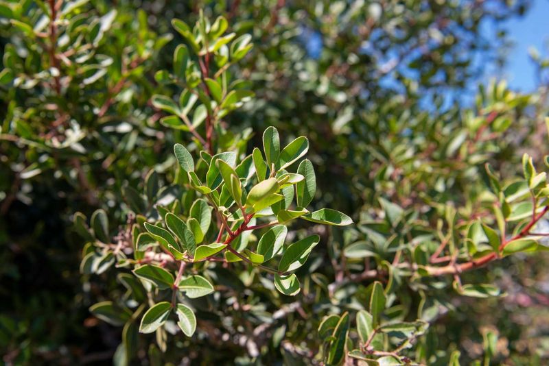 Mastic Tree