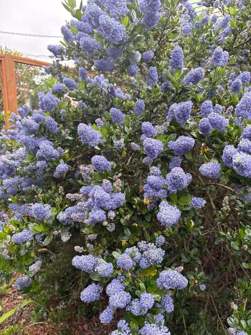 Mat Forming Ceanothus Makes Shaded Hideouts Mat Forming Ceanothus Makes Shaded Hideouts