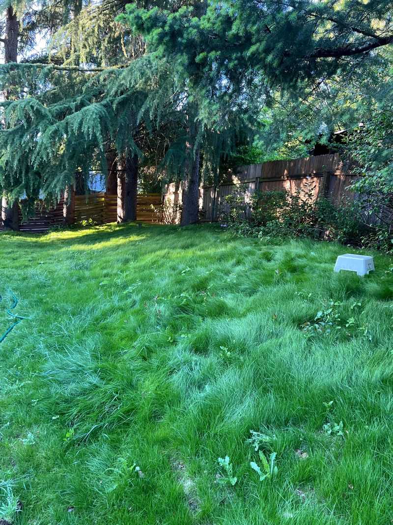 Match The Seed To The Site, With Fine Fescue For Shade Match The Seed To The Site, With Fine Fescue For Shade