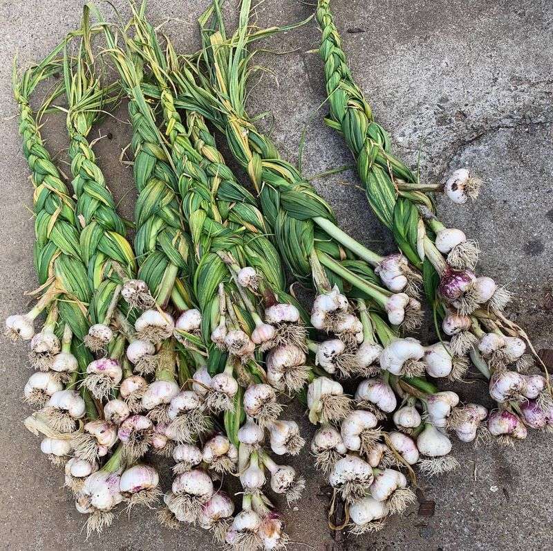 Match The Variety To Your Actual Winter Match The Variety To Your Actual Winter