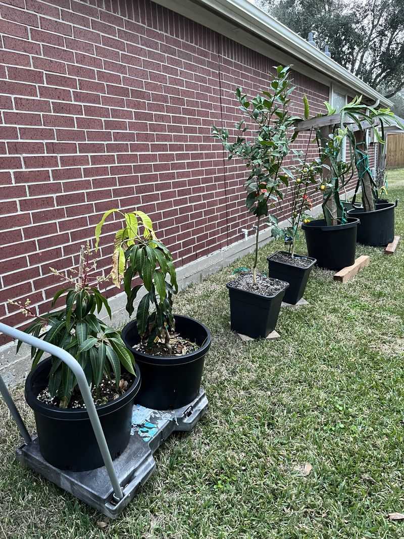 Match Your Trees To Your Local Chill Hours Match Your Trees To Your Local Chill Hours