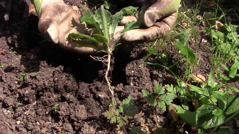 Match removal to the weed’s growth habit Match removal to the weed’s growth habit