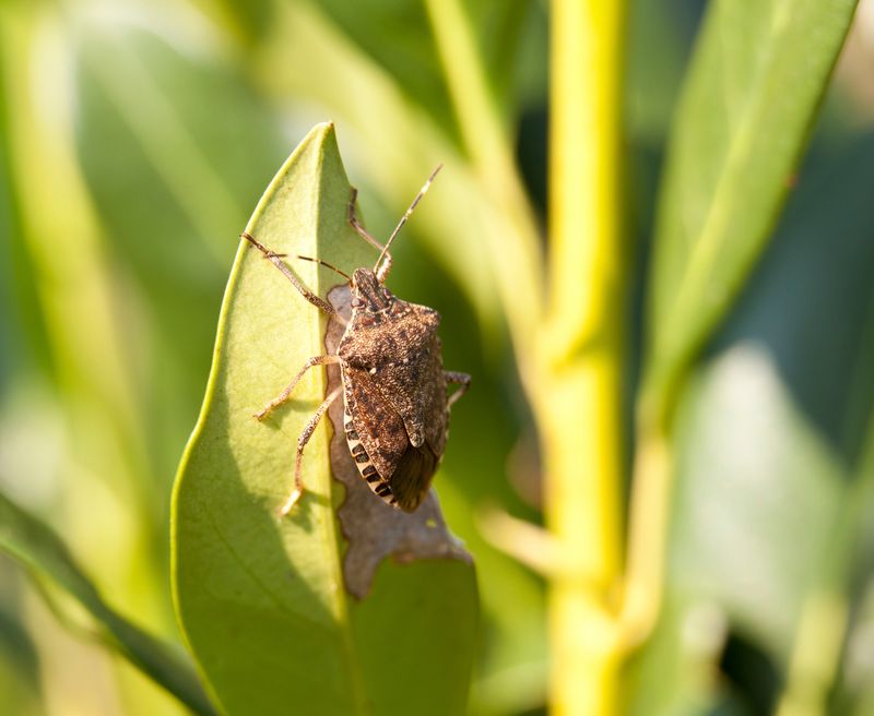 Match the method to the bug and its location
