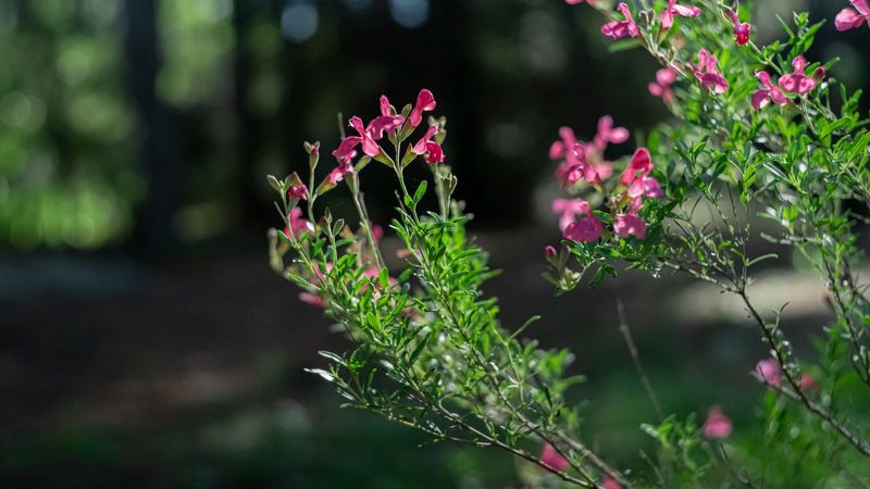 Match the salvia to the planting goal
