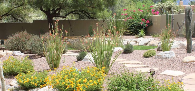 Match winter watering to plant type and establishment