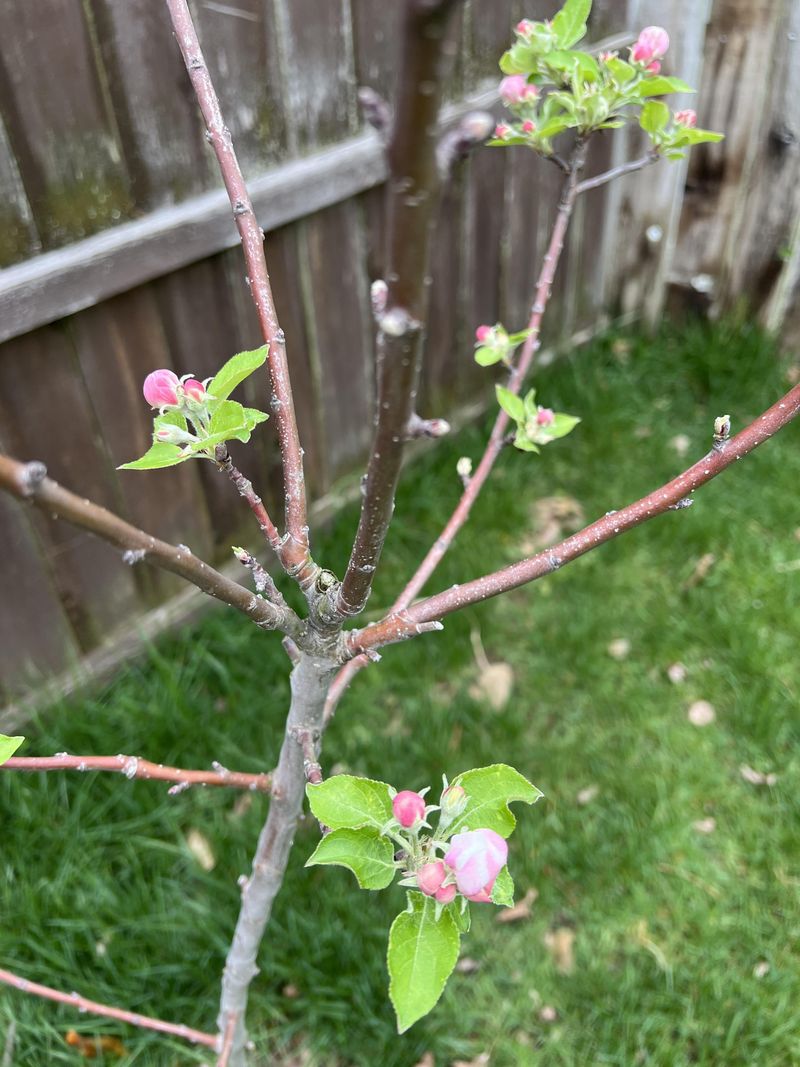 Matching Bloom Times Is Essential For Successful Pollination
