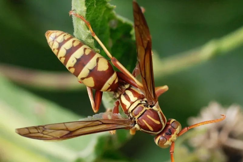Mated Queens Are Searching For Places To Spend The Winter