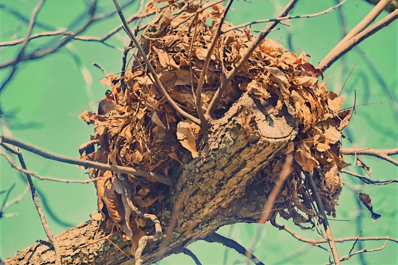 Materials Packed Into Each Leafy Ball