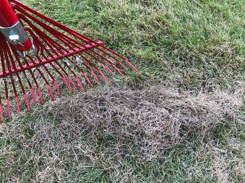 Matted Leaves Left Over Winter Can Hold Moisture Against The Turf Matted Leaves Left Over Winter Can Hold Moisture Against The Turf