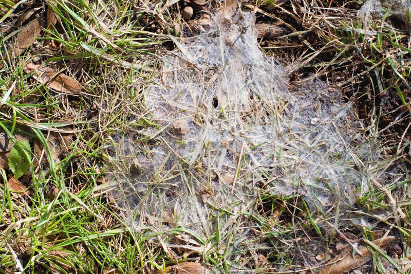 Matted Turf Is An Open Invitation To Snow Mold