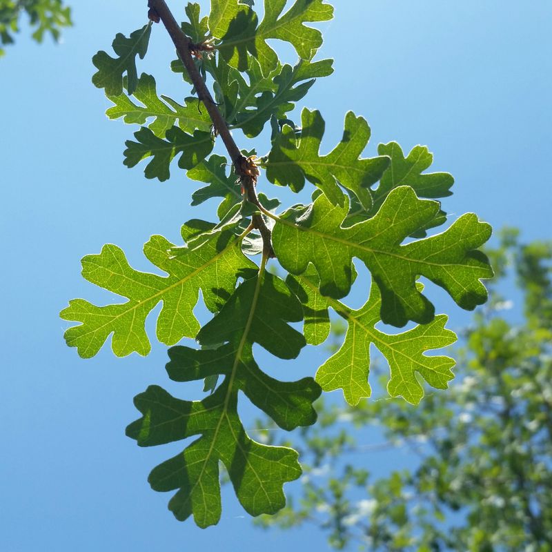 Mature Canopy Changes A Whole Yard